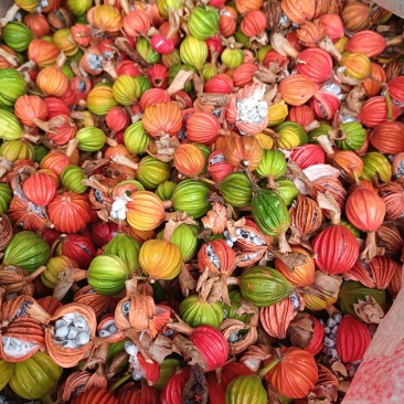 香砂仁