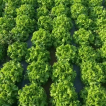 精品生菜大量上市基地直发可视频看货欢迎电话咨询联系