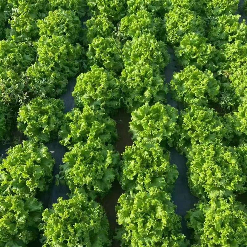 精品生菜大量上市基地直发可视频看货欢迎电话咨询联系
