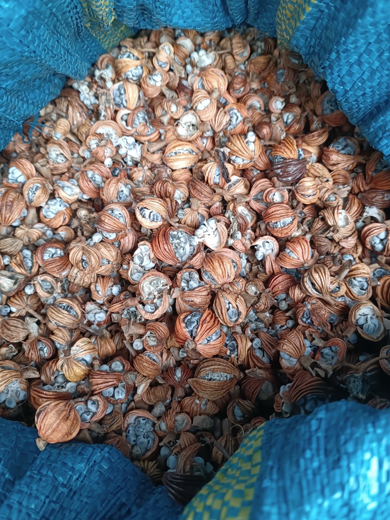 香砂仁
