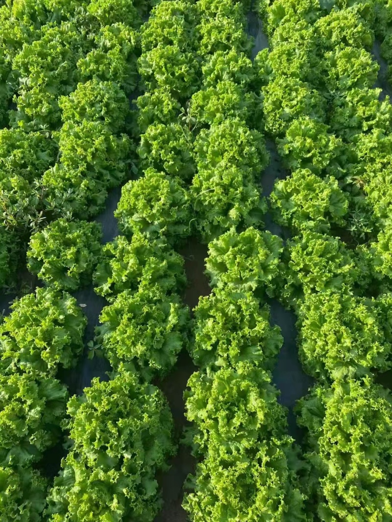 精品生菜大量上市基地直发可视频看货欢迎电话咨询联系