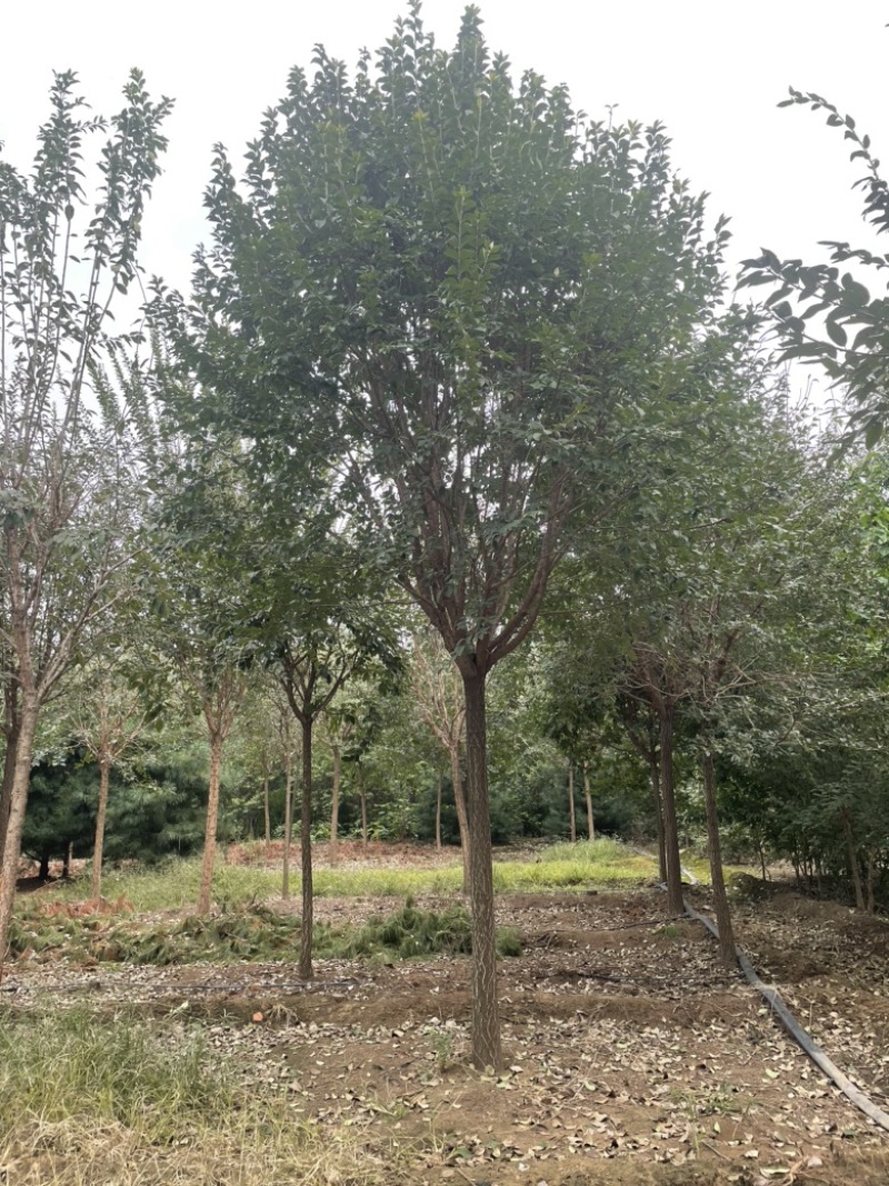 高杆流苏6---13公分泰安市泰山区基地直销
