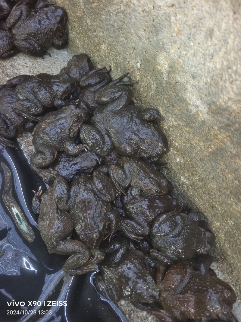 石蛙价格优惠大量供应产地直发品质保障