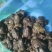 石蛙价格优惠大量供应产地直发品质保障