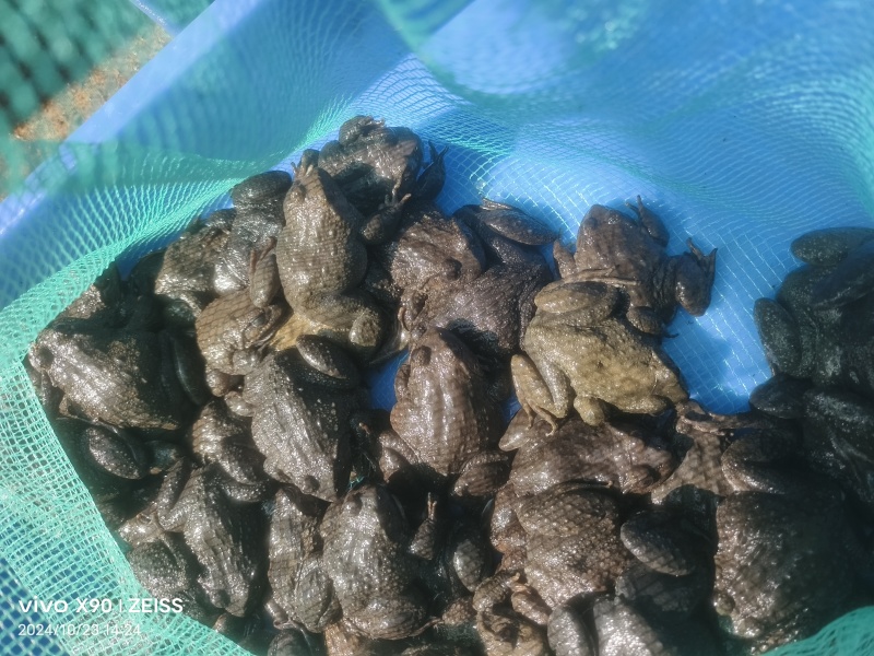 石蛙价格优惠大量供应产地直发品质保障