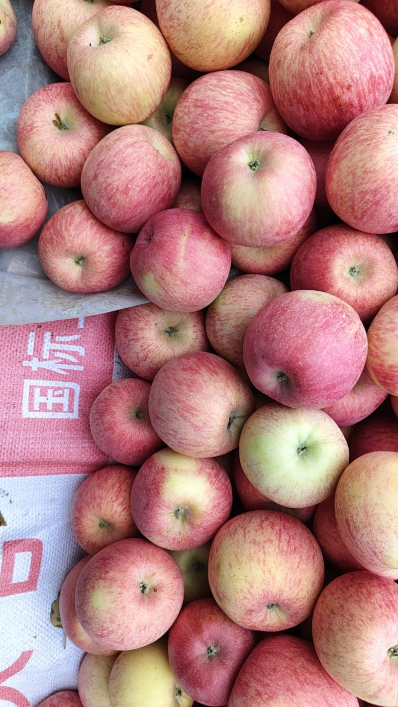三乡红苹果