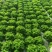 精品生菜大量上市基地直发可视频看货欢迎电话咨询联系