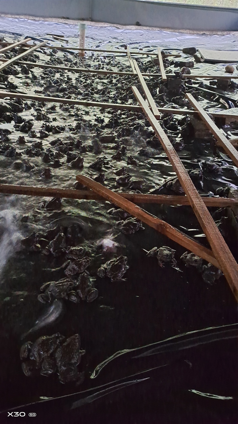 石蛙价格优惠大量供应产地直发品质保障