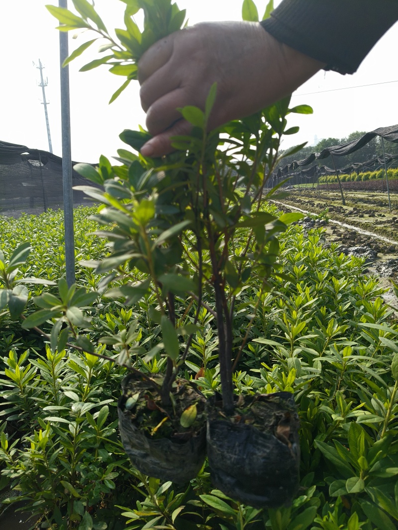 毛鹃大杯，基地有量，价格优惠，欢迎来一亩订购