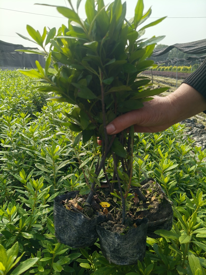 毛鹃大杯，基地有量，价格优惠，欢迎来一亩订购