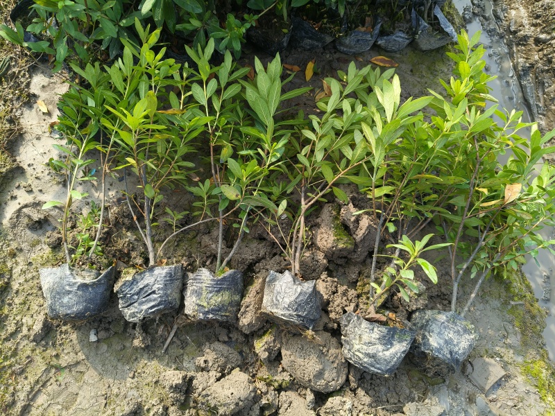 毛鹃大杯，基地有量，价格优惠，欢迎来一亩订购