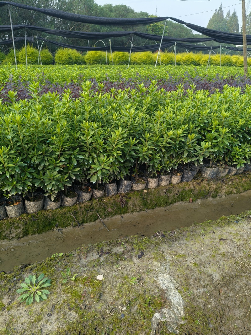 毛鹃大杯，基地有量，价格优惠，欢迎来一亩订购