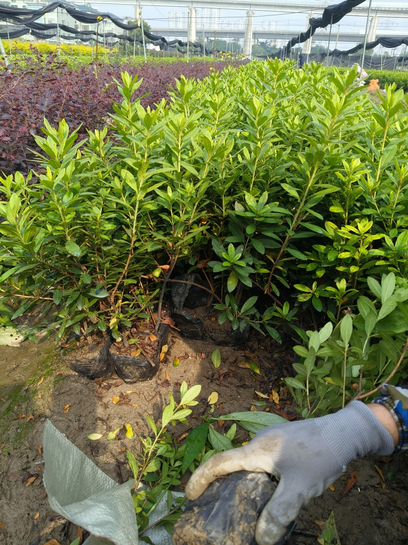 毛鹃大杯，基地有量，价格优惠，欢迎来一亩订购