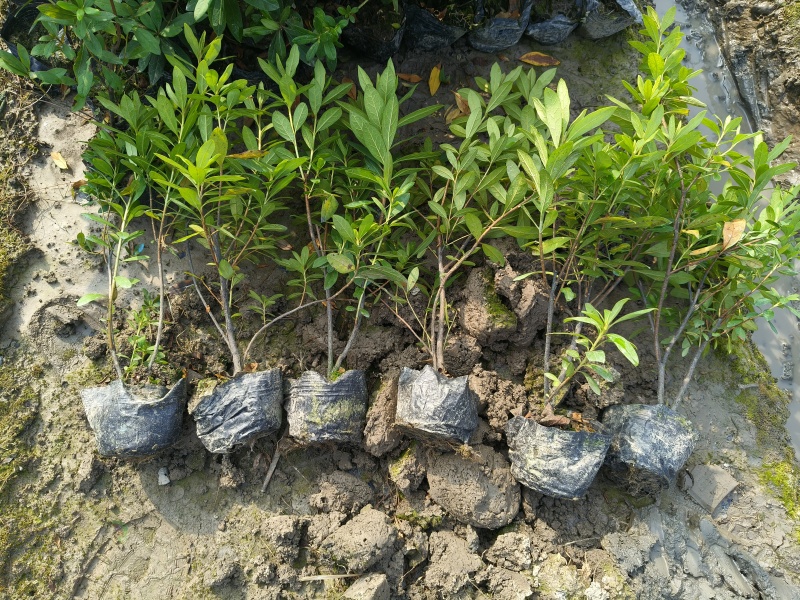 毛鹃大杯，基地有量，价格优惠，欢迎来一亩订购