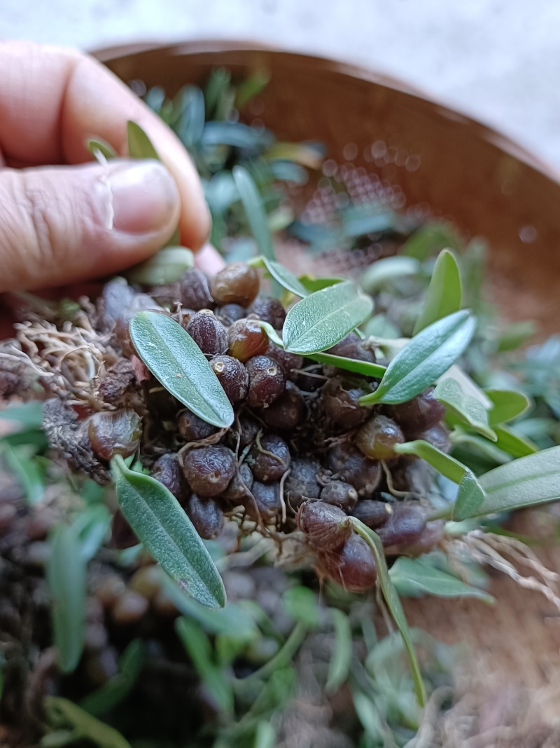 绿珠石斛，红珠石斛