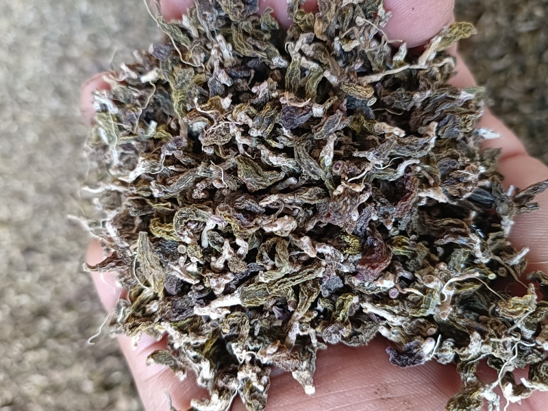 绿珠石斛，红珠石斛
