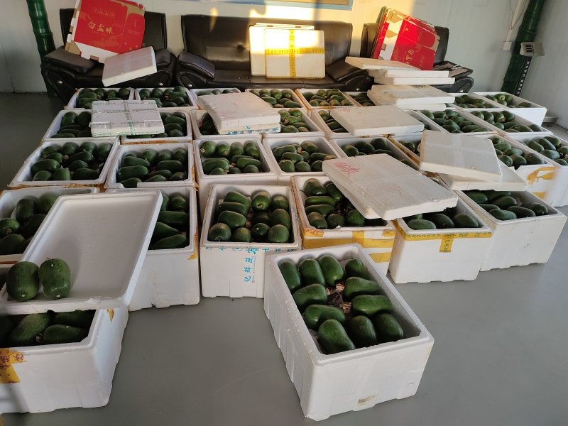 mini小冬瓜100亩稳定出量