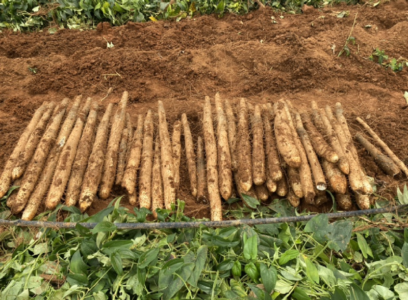 山东白玉山药大量货源实力代办欢迎各位电话联系