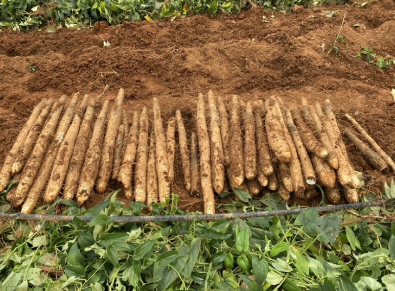 山东白玉山药大量货源实力代办欢迎各位电话联系