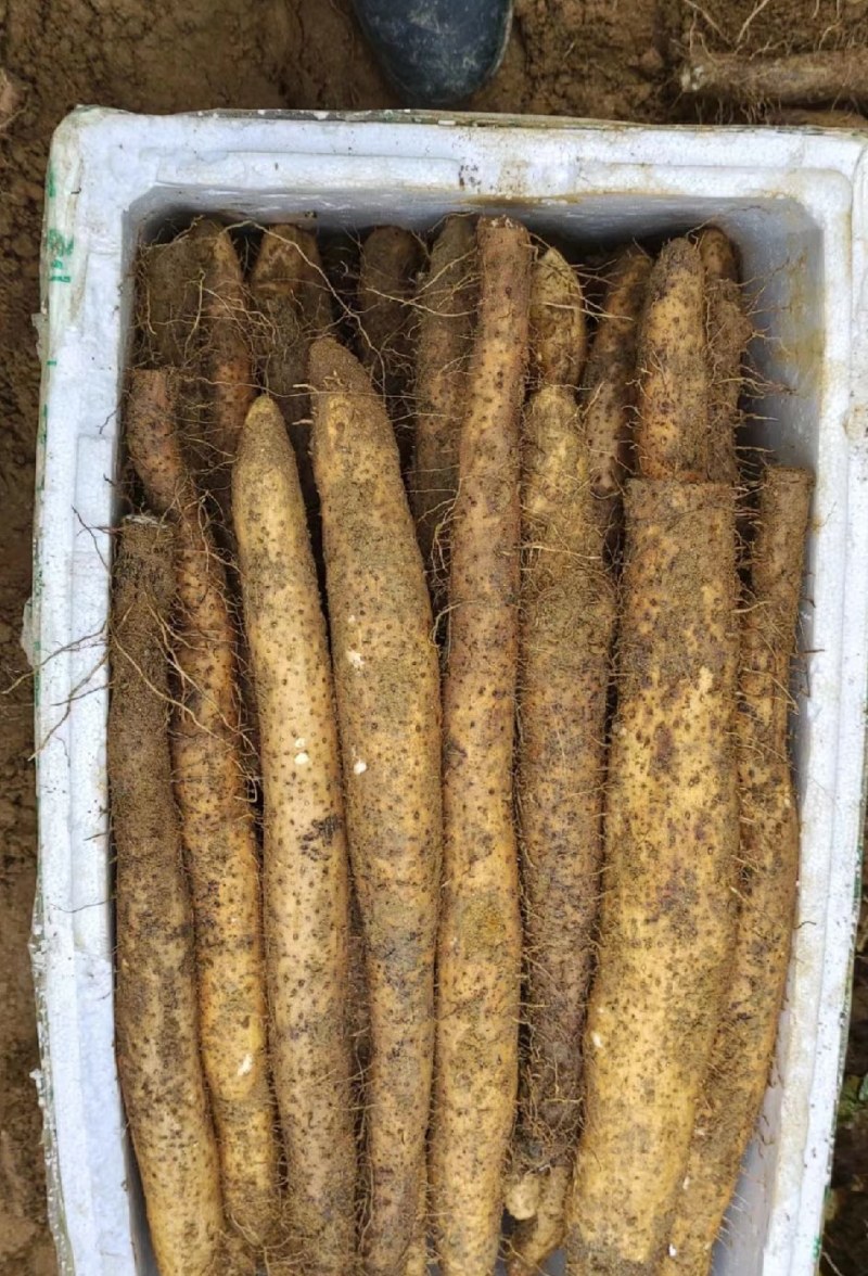 山东白玉山药大量货源实力代办欢迎各位电话联系