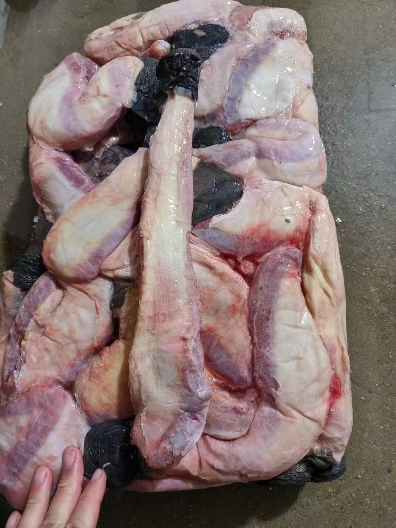 光杆马鞭