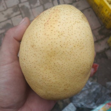 大雪花梨