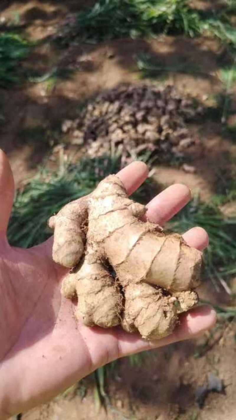 老母姜销售