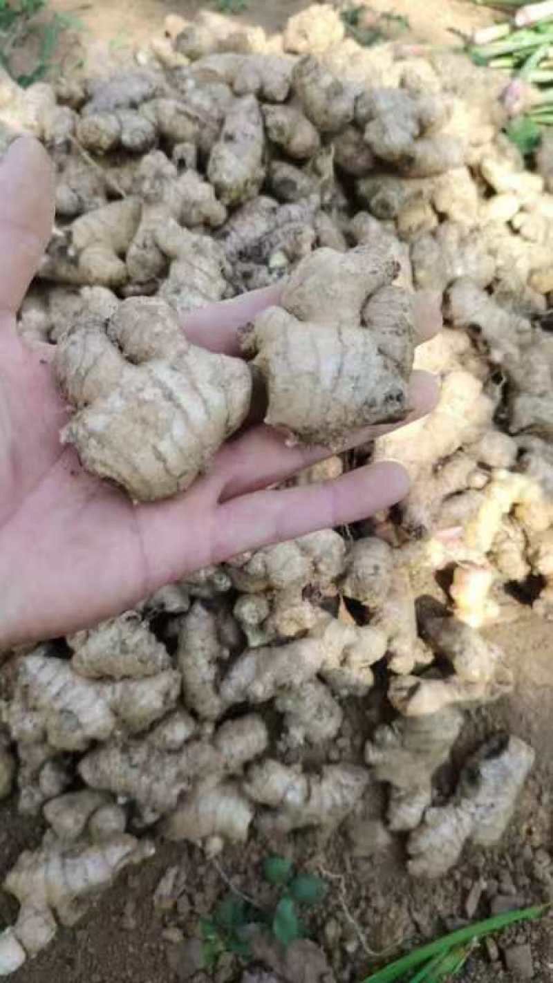 老母姜销售