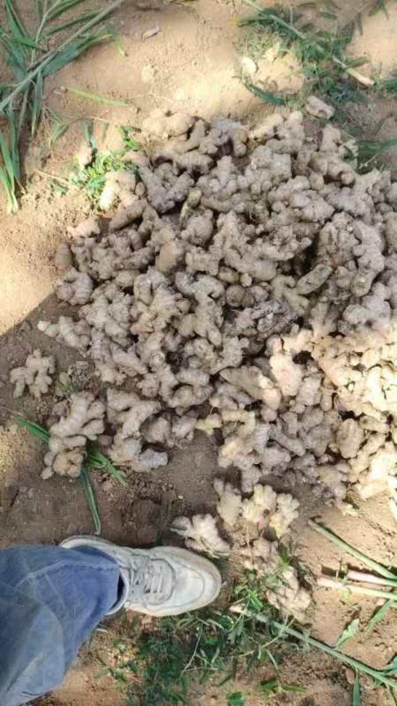 老母姜销售