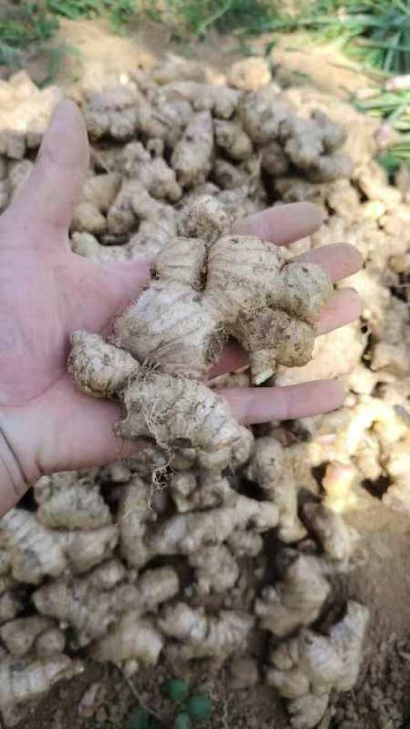 老母姜销售
