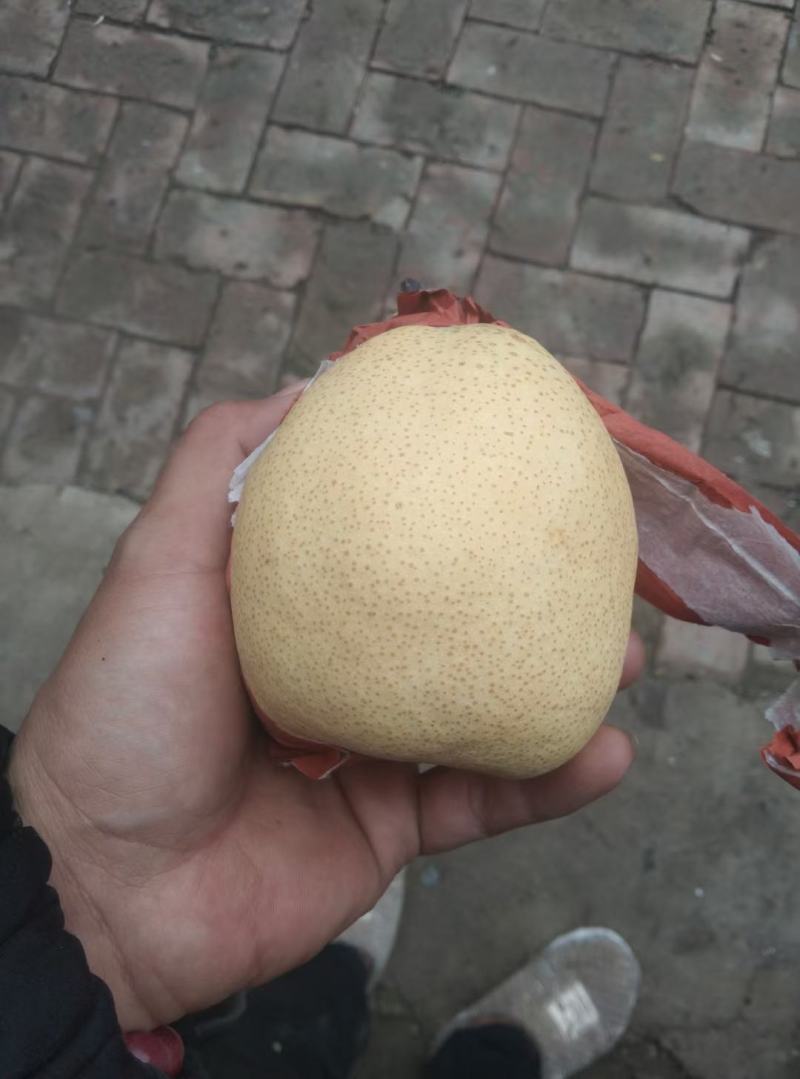 大雪花梨
