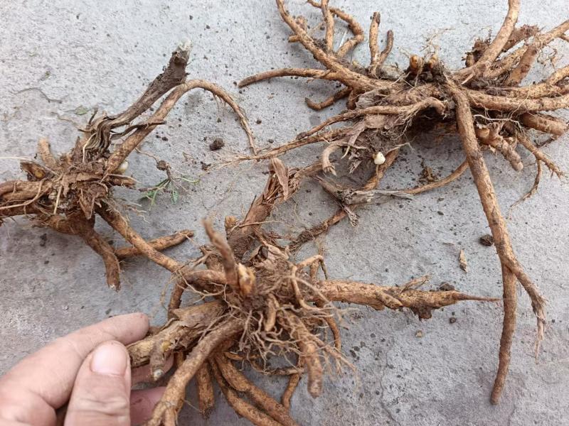 荷包牡丹种苗甘肃基地直供提供技术指导包成活欢迎来电