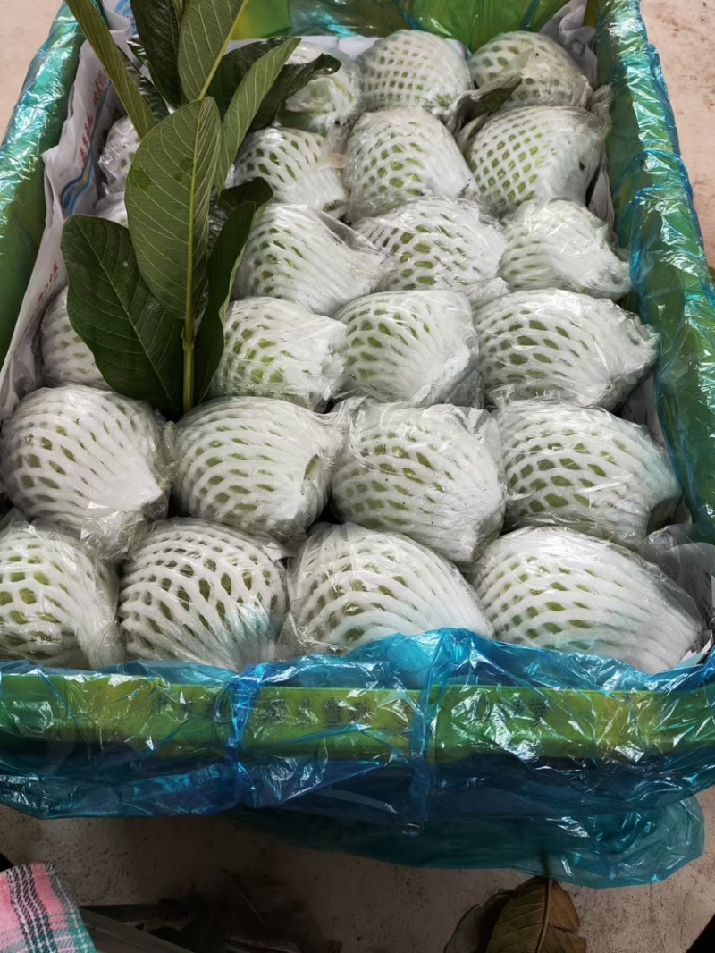 精选广东大量番石榴芭乐大量上市，可以一年四季长期供应