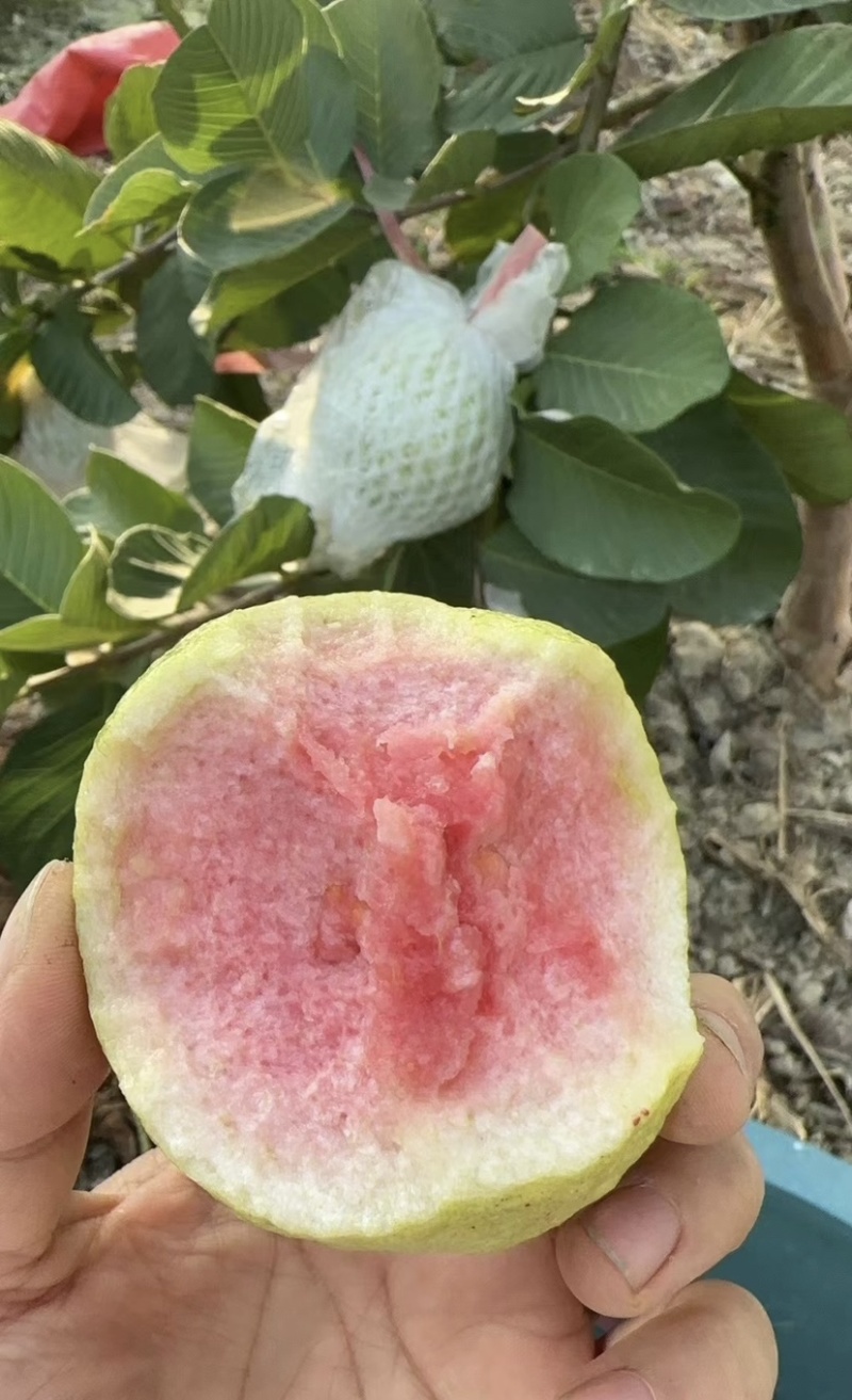 精选广东大量番石榴芭乐大量上市，可以一年四季长期供应