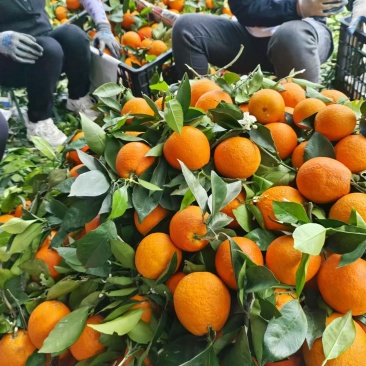 “奉节脐橙的果皮脆而易剥，果肉细嫩化渣，无核少络，酸甜适