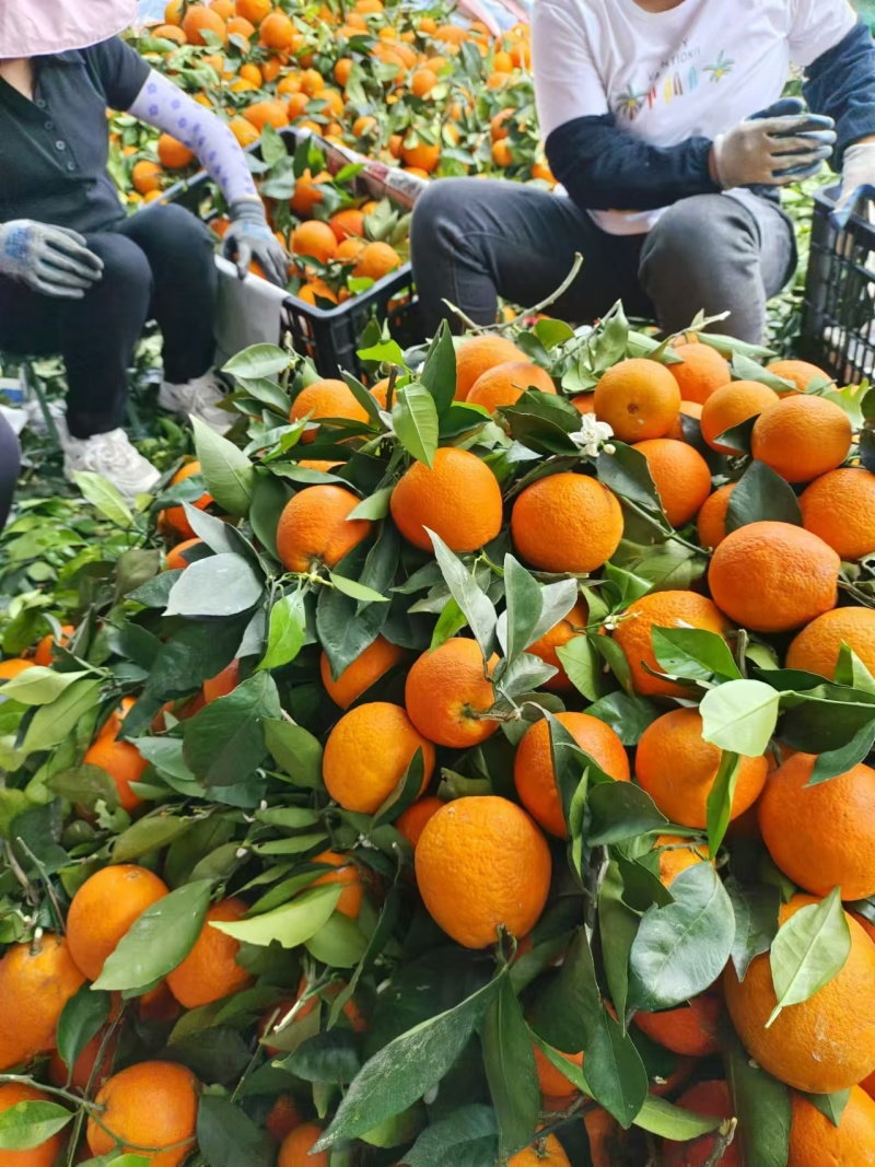 “奉节脐橙的果皮脆而易剥，果肉细嫩化渣，无核少络，酸甜适