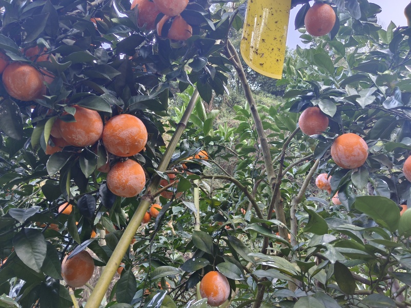 自家产正宗赣南脐橙，欢迎上门考察***********