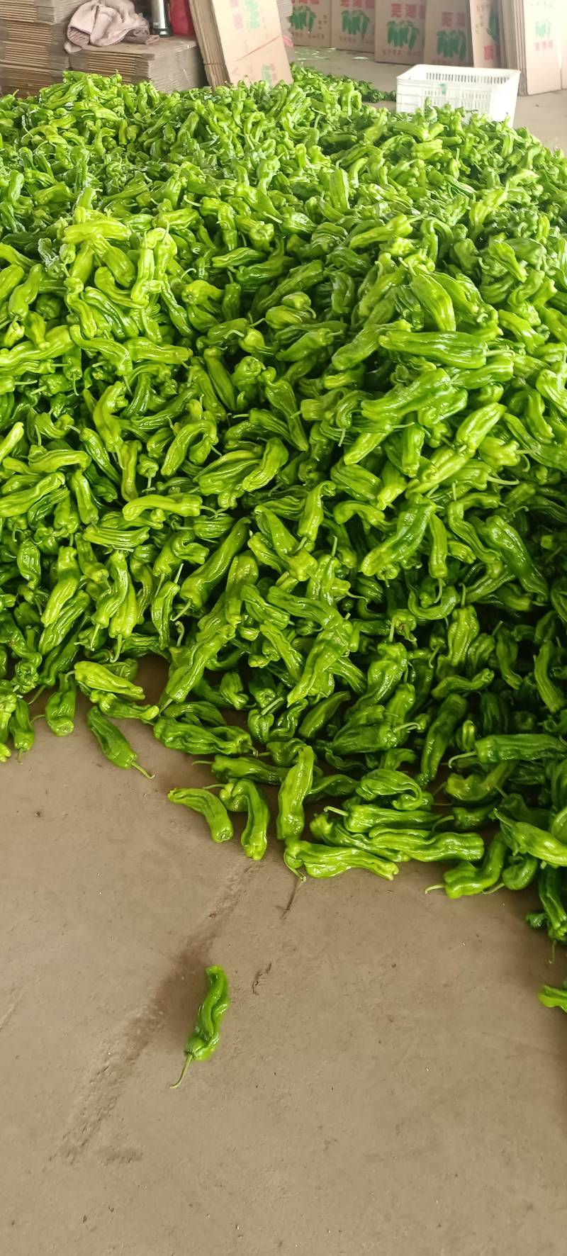 山东兰陵芜湖椒大量上市中，价格美丽货源充足，