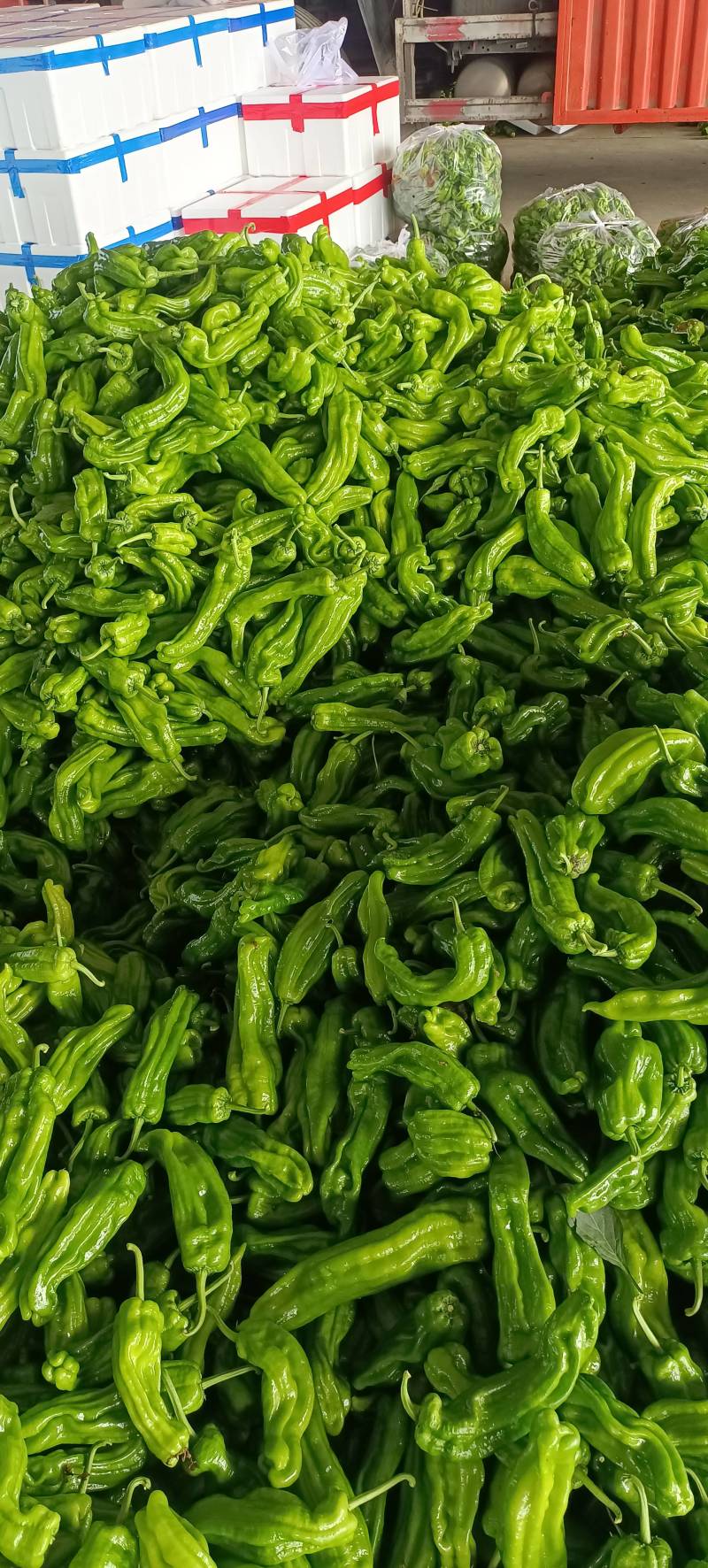 山东兰陵芜湖椒大量上市中，价格美丽货源充足，