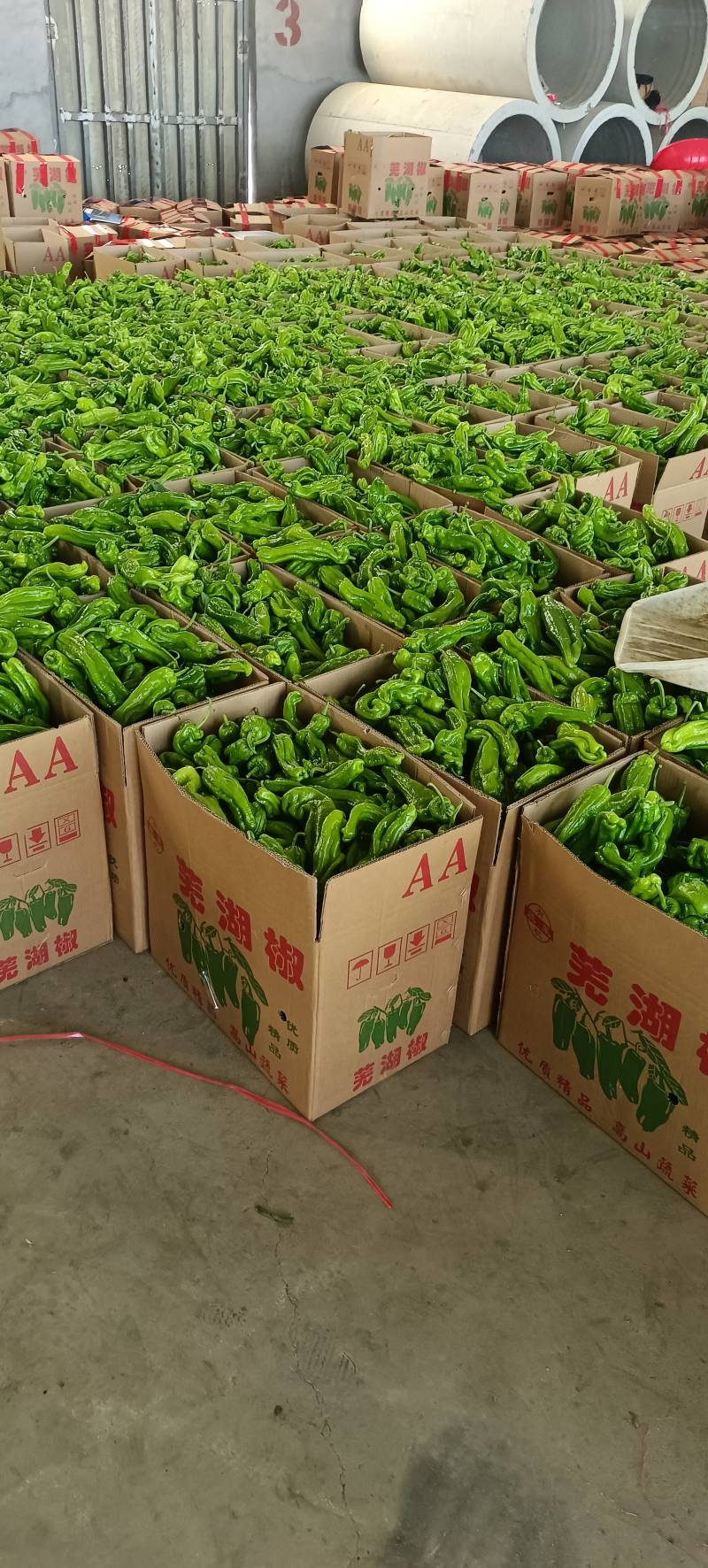 山东兰陵芜湖椒大量上市中，价格美丽货源充足，