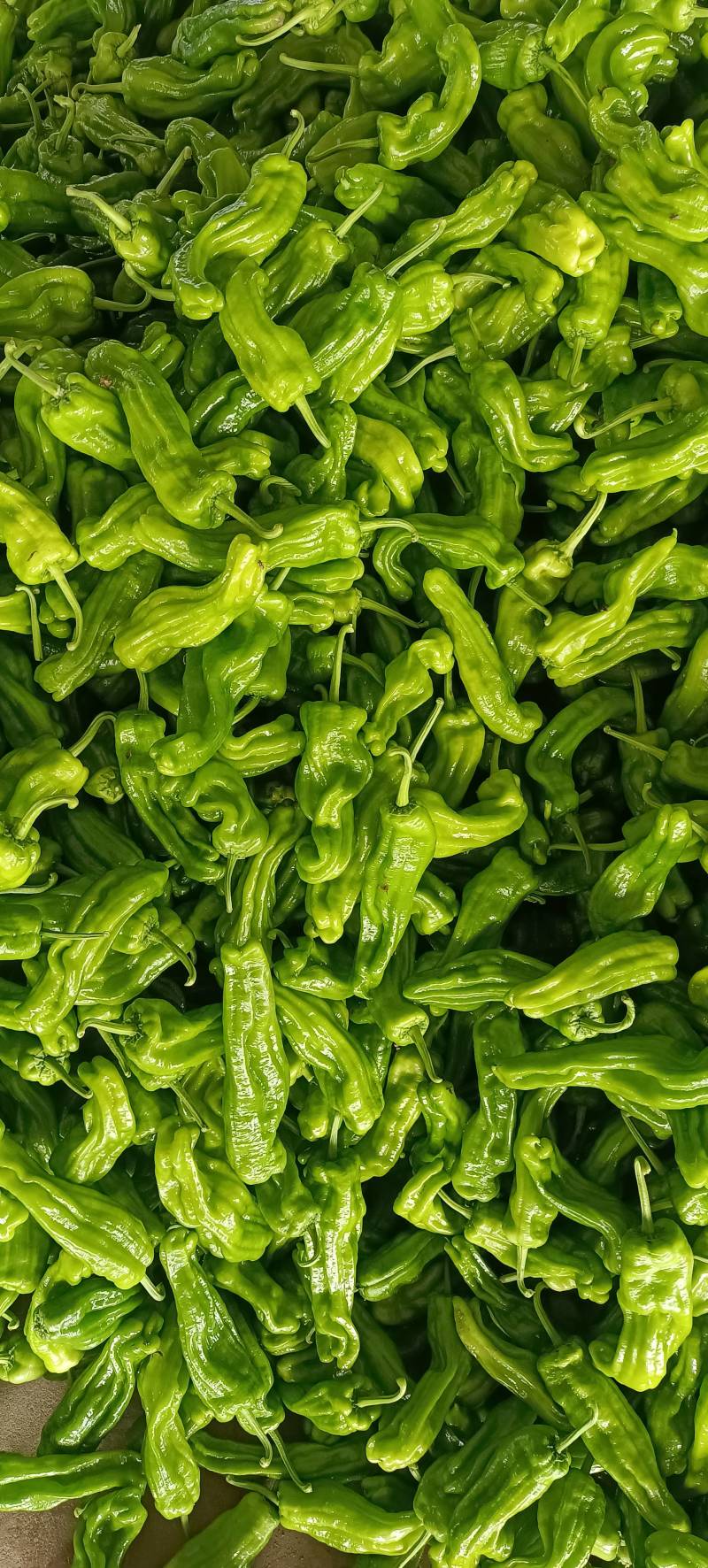 山东兰陵芜湖椒大量上市中，价格美丽货源充足，