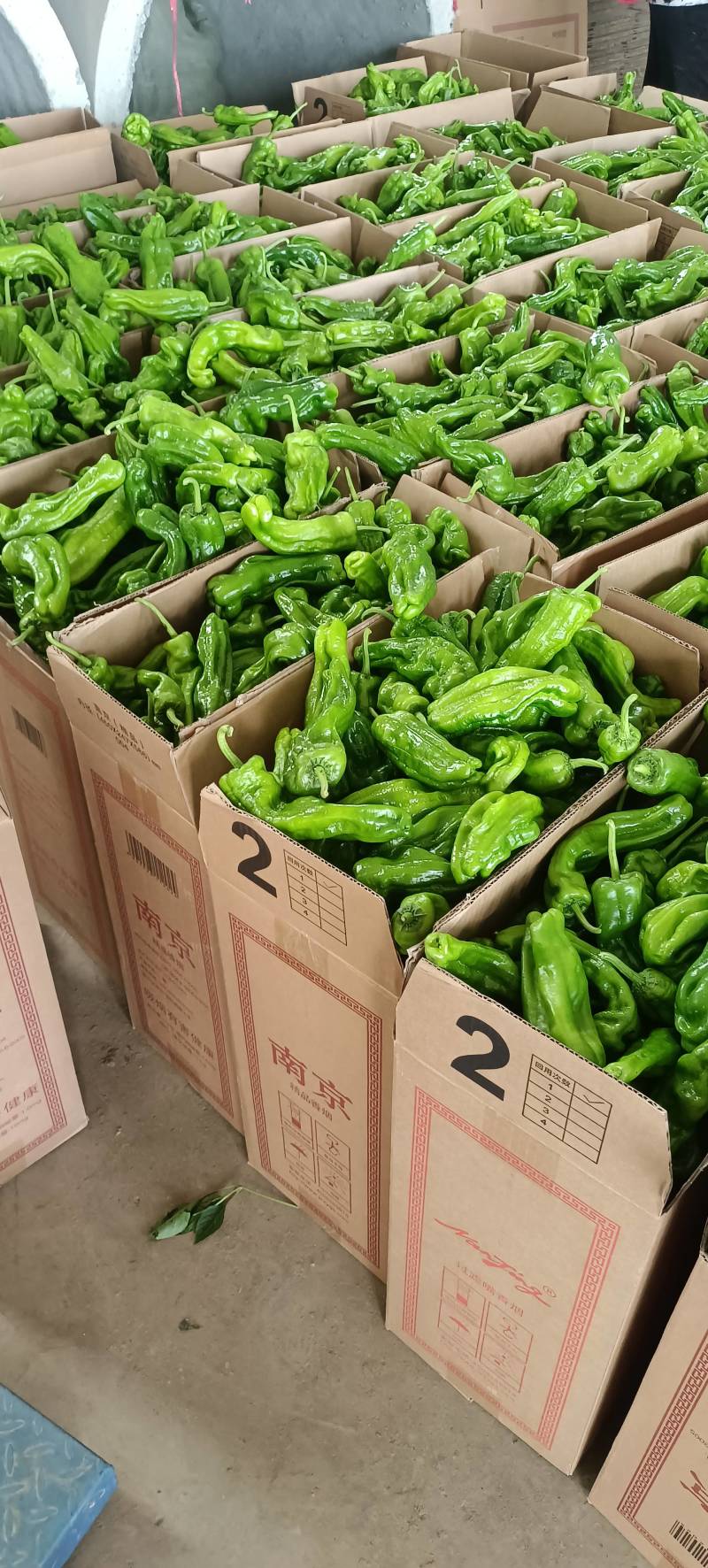 山东兰陵芜湖椒大量上市中，价格美丽货源充足，