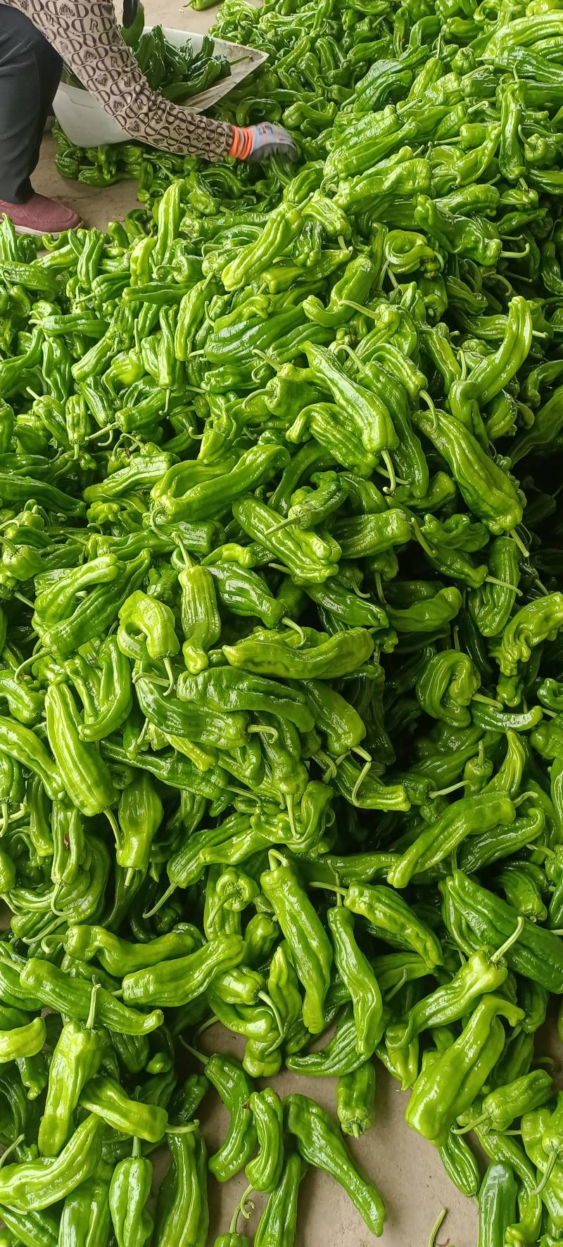 山东兰陵芜湖椒大量上市中，价格美丽货源充足，
