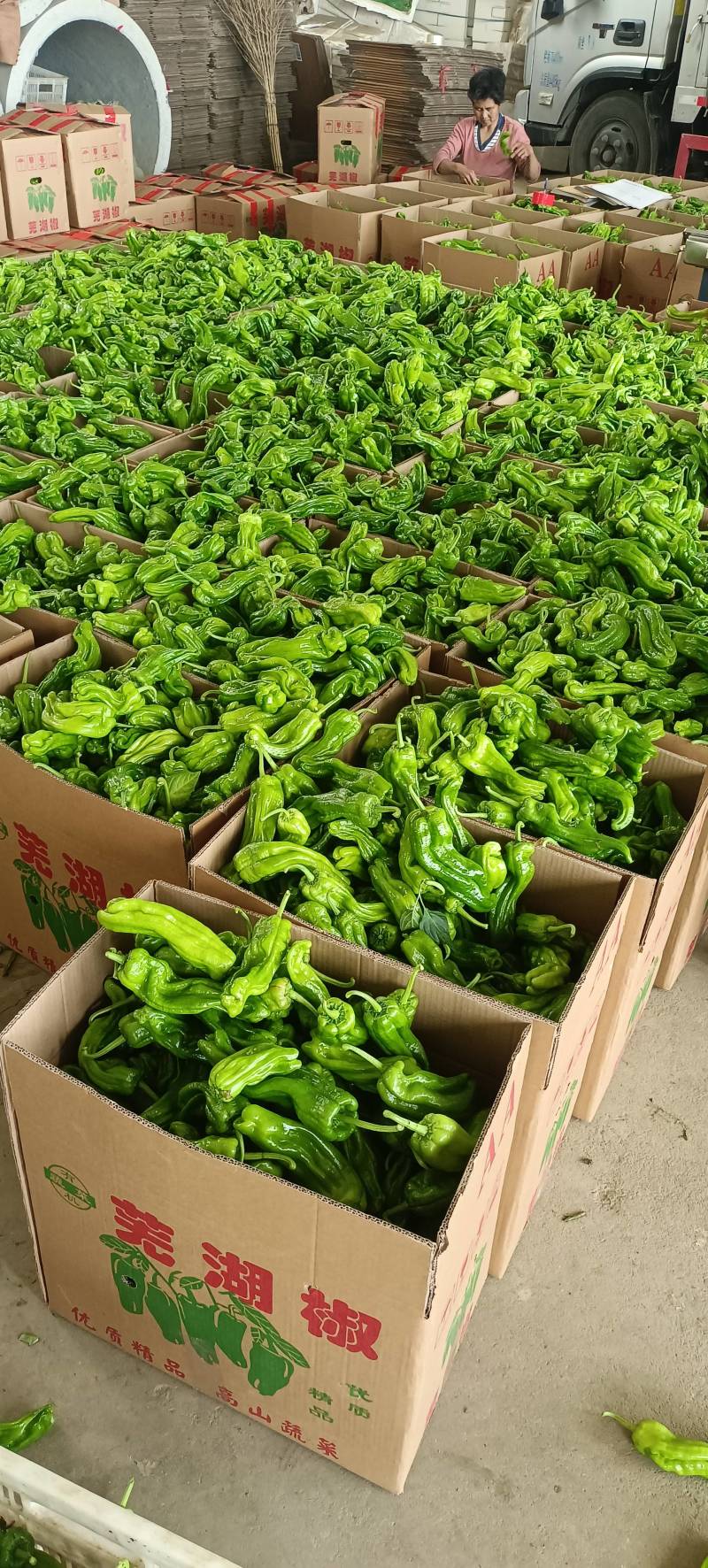 山东兰陵芜湖椒大量上市中，价格美丽货源充足，