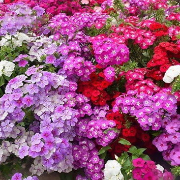 福禄考花苗甘肃基地直供品质种多包成活价格优惠