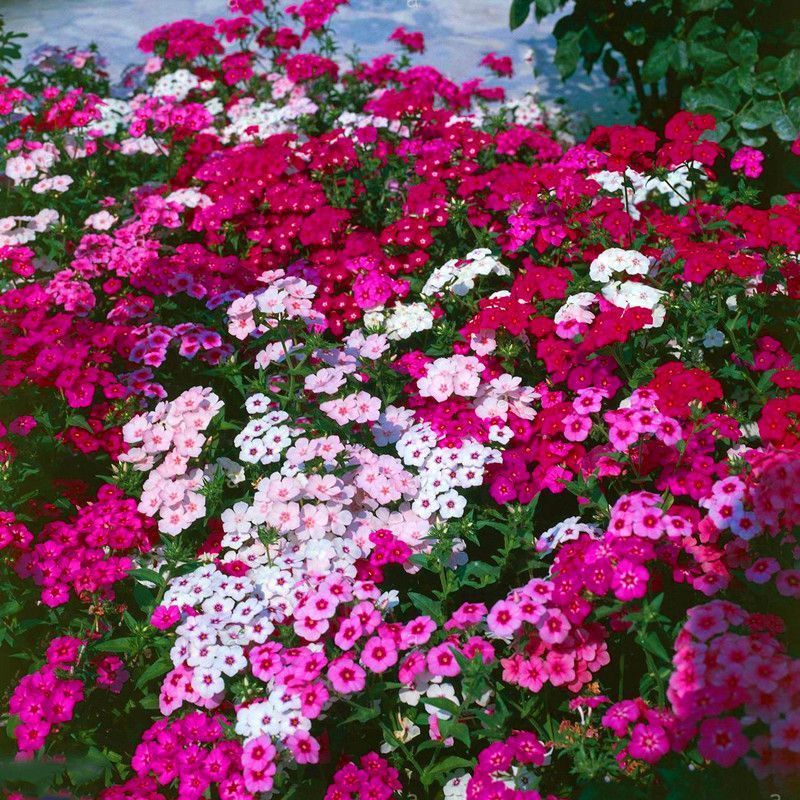 福禄考花苗甘肃基地直供品质种多包成活价格优惠