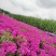 福禄考花苗甘肃基地直供品质种多包成活价格优惠