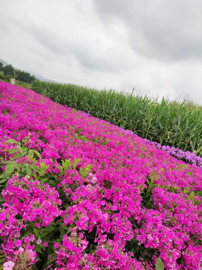 福禄考花苗甘肃基地直供品质种多包成活价格优惠