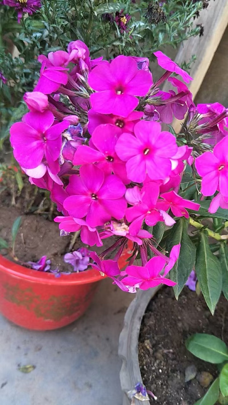 福禄考花苗甘肃基地直供品质种多包成活价格优惠