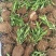 福禄考花苗甘肃基地直供品质种多包成活价格优惠